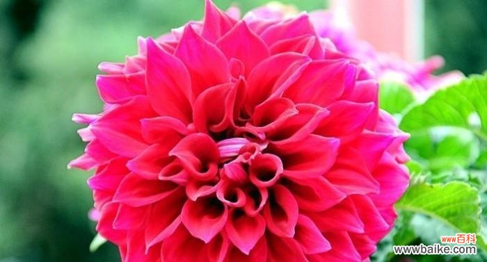 解读大丽花的神秘语言，感受花朵的情感世界 探索大丽花的花语与意义