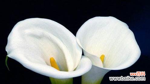 探索马蹄莲的象征与独特之处 马蹄莲