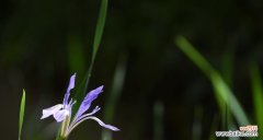 揭示马兰花花语的深层寓意与传承 以马兰花花语的意义