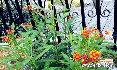 品读马利筋花语 以马利筋花语解读生活的美妙