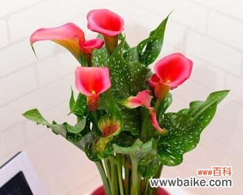 揭示马蹄莲的独特寓意与美丽 马蹄莲