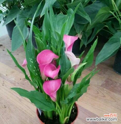 揭开马蹄莲花的秘密 马蹄莲花语的意义和象征