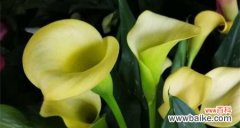 探寻马蹄莲的花语 马蹄莲的花语及其寓意