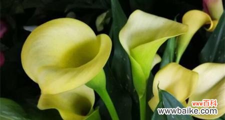 探寻马蹄莲的花语 马蹄莲的花语及其寓意