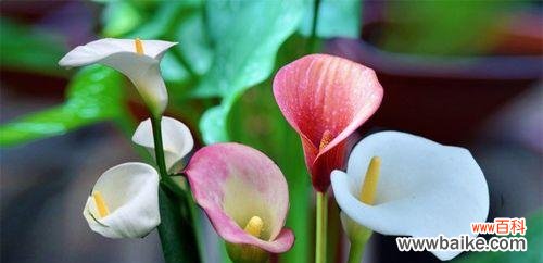 揭示以马蹄莲的象征寓意与美丽之谜 以马蹄莲的寓意与象征意义