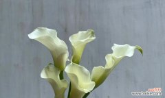 探寻马蹄莲花的象征意义及其生命力所在 马蹄莲花的寓意——美丽与坚韧并存