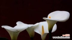 探秘马蹄莲的花语及其象征意义 马蹄莲