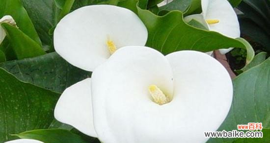 探索马蹄莲的象征意义 以马蹄莲花语之寓意与传承