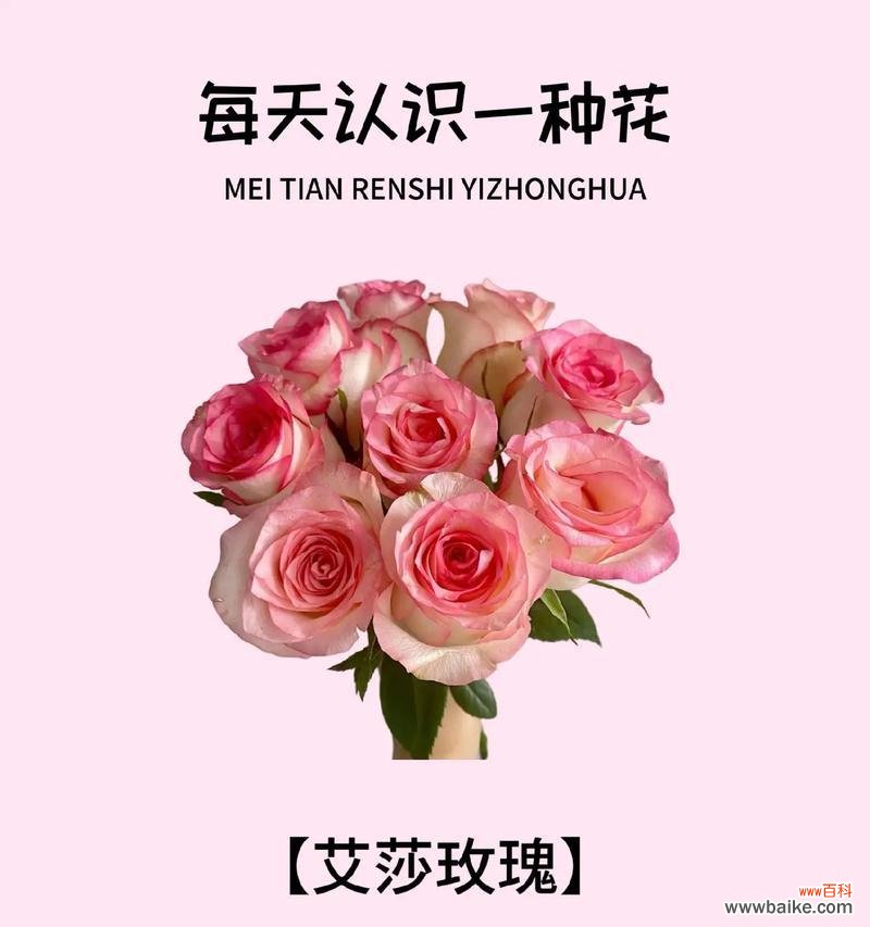 52朵黑魔术玫瑰代表什么?花语有何深意?