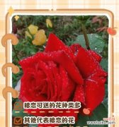 眼泪的花语代表什么？寻找表达悲伤情感的花朵？