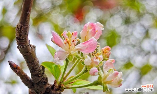 什么花代表不为世俗而活的花语是什么？