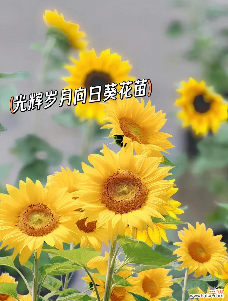 哪种花的花语能与向日葵媲美?