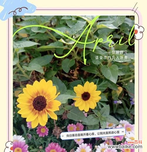 哪种花的花语能与向日葵媲美?