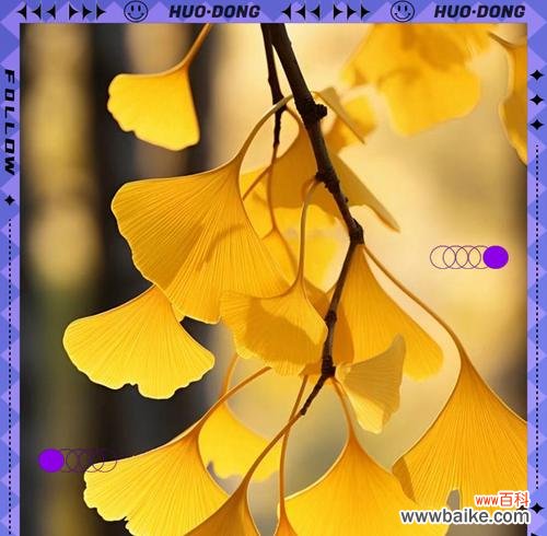 银杏树的花语是怎样来的？