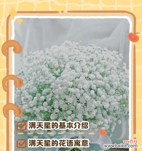 满天星的花语是什么?