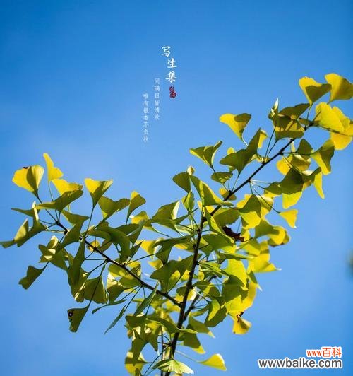 银杏树代表什么?它的花语有哪些含义?