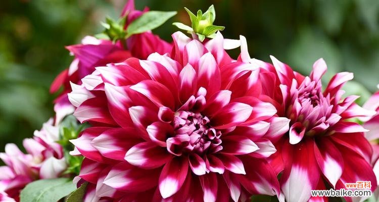 大丽花的花语与生命传奇 大丽花