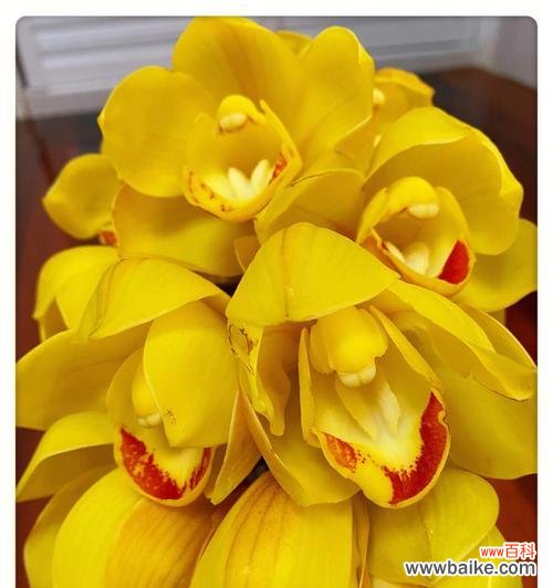 探索大花蕙兰的寓意与魅力 大花蕙兰