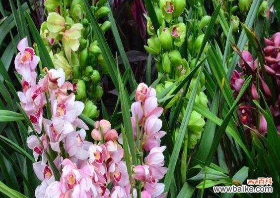 探索大花蕙兰的寓意与魅力 大花蕙兰