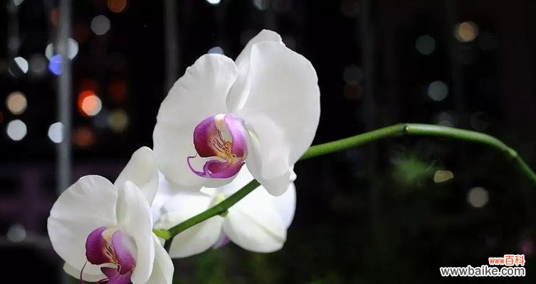 探索爱情的花朵语言与表达方式 爱情花语的奇妙世界