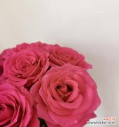 深度探索爱情花园中象征爱情的花朵，解读花语与爱情之间的奥秘 爱情花园中的花朵