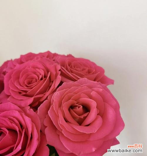 深度探索爱情花园中象征爱情的花朵,解读花语与爱情之间的奥秘 爱情花园中的花朵