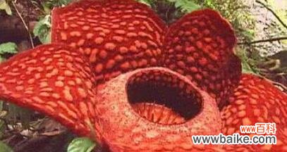 一朵花的力量与希望 《大王花的成长与传承》