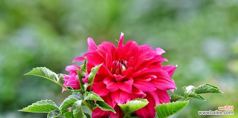 美丽、繁荣、永恒 大丽花的花语意义