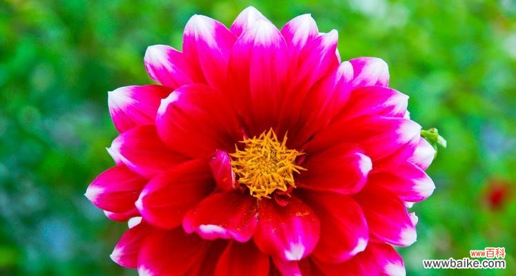 美丽、繁荣、永恒 大丽花的花语意义