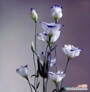 揭秘高冷花卉的独特气质与文化内涵 高冷孤傲的花之神秘魅力