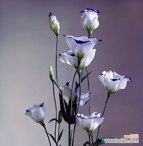 揭秘高冷花卉的独特气质与文化内涵 高冷孤傲的花之神秘魅力