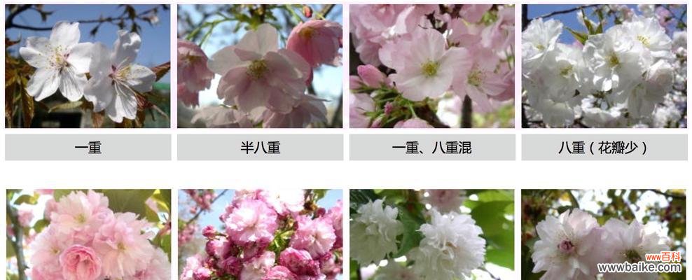 揭秘高冷花卉的独特气质与文化内涵 高冷孤傲的花之神秘魅力