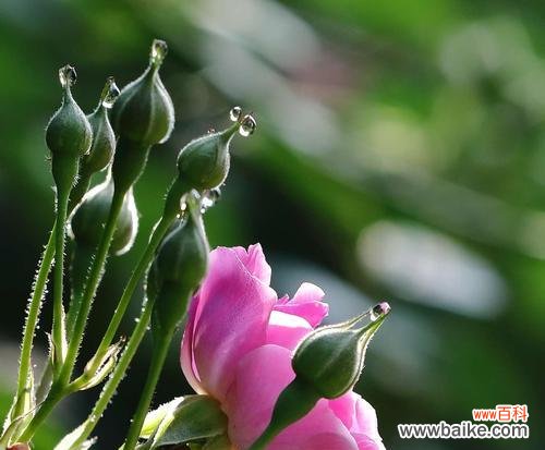 揭秘高冷花卉的独特气质与文化内涵 高冷孤傲的花之神秘魅力