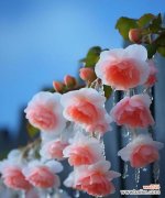 用花语诠释暗恋情愫，美丽而含蓄 暗恋花开