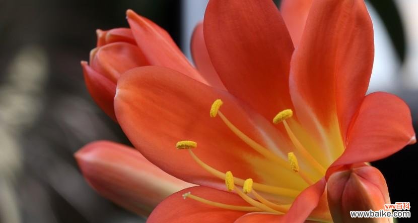 以代表一生挚爱的花,感叹爱的美好 花开一生,情定不变