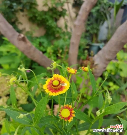 探索夏季花卉的迷人世界 夏日花海