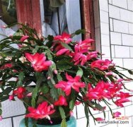 探寻友情之美，以玫瑰为纽带 友情花开，情谊永存