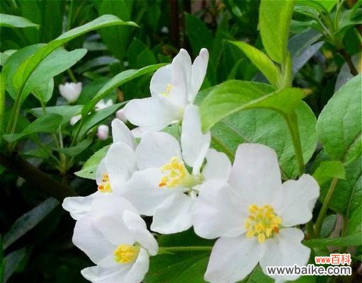 悲情凋谢,花开无声 花语哀愁,代表忧伤的花朵