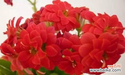 花开如约,友谊长存 友情花开,美丽绽放