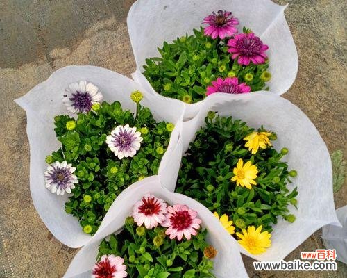 用花语传递友谊的深情 友谊花语-以代表友谊的花卉植物为主题的探索