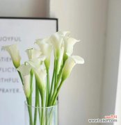 一朵花的多重含义 马蹄莲的寓意与花语