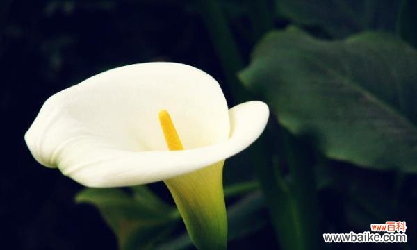 探索马蹄莲的美丽与意义 马蹄莲