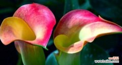 探究马蹄莲花的深层含义 马蹄莲花语象征与寓意