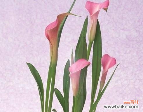 探索马蹄莲花语的深度和魅力 马蹄莲花语之美