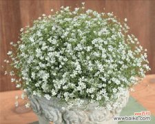 传递祝福与美好 满天星的寓意及象征意义