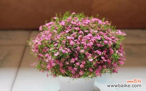 探究满天星花朵的不同色彩所代表的含义 满天星花语之不同颜色的寓意