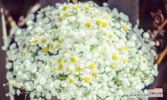 探秘满天星的花语及象征意义 满天星的花语与寓意——蓝色的守护之花