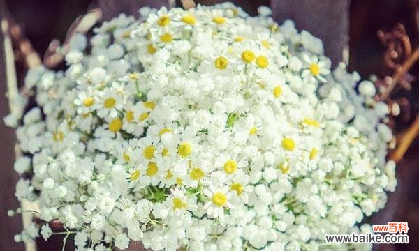 探秘满天星的花语及象征意义 满天星的花语与寓意——蓝色的守护之花