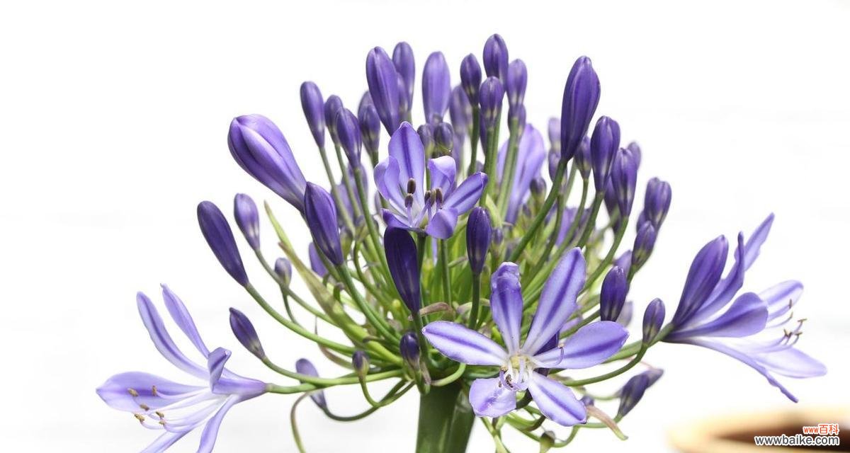 哪种花的花语是海盗的爱？它象征着什么？