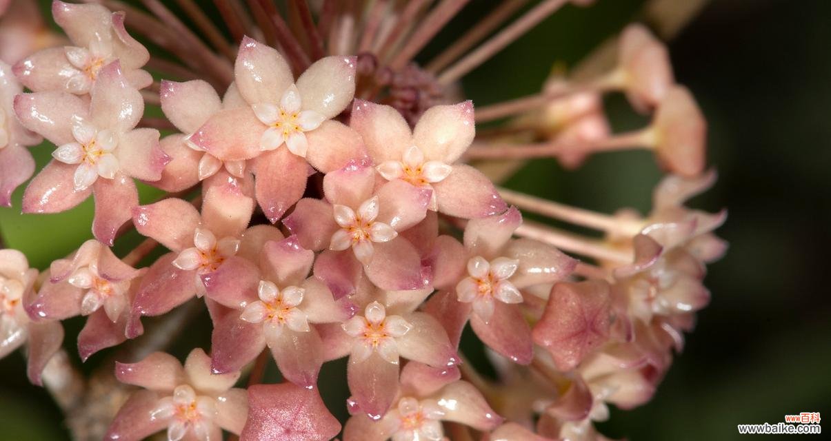哪种花的花语是海盗的爱？它象征着什么？